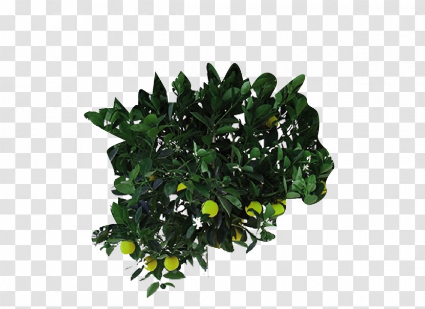 Flowerpot Houseplant Leaf Tree Shrub - Evergreen Transparent PNG