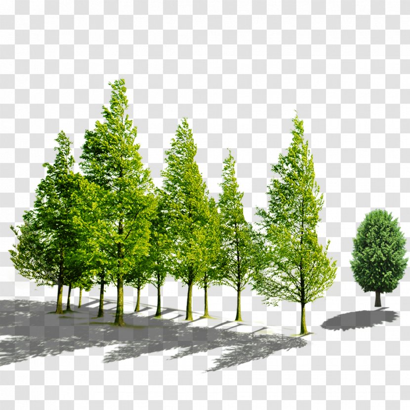 Yancheng Huasha Bridge Company Innovation Agriculture - Pine Family - Tree Transparent PNG