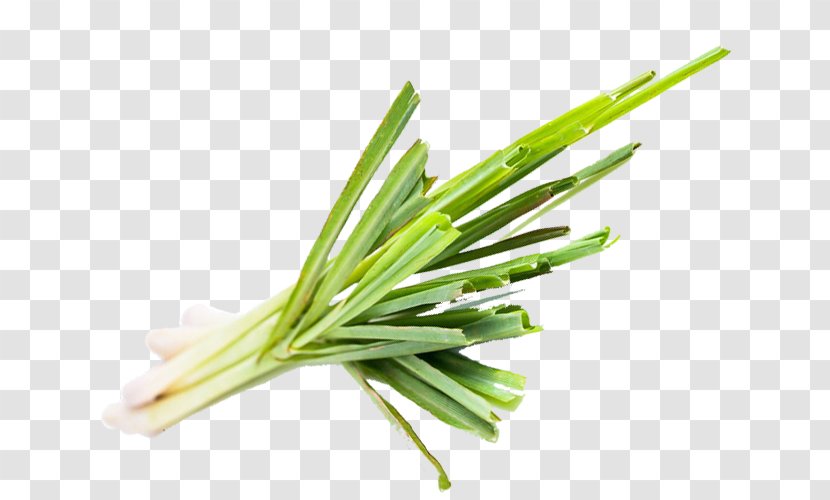 Allium Fistulosum Welsh Cuisine Leek Lemongrass Commodity - Grass - Cymbopogon Citratus Transparent PNG