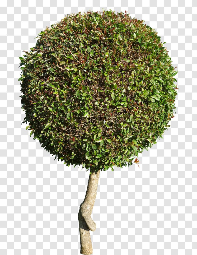 Tree Shrub Flowerpot - Grass Transparent PNG