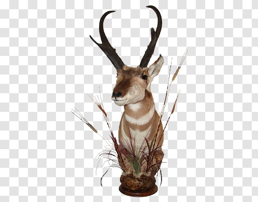 Waterbuck Trophy Hunting Deer Horn - Fauna Transparent PNG