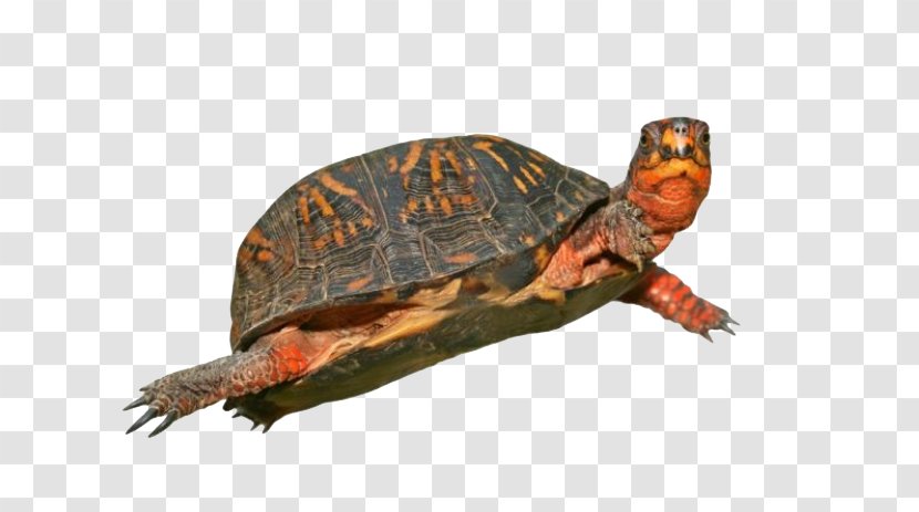 Box Turtle Download - Transparency And Translucency - HD Transparent PNG