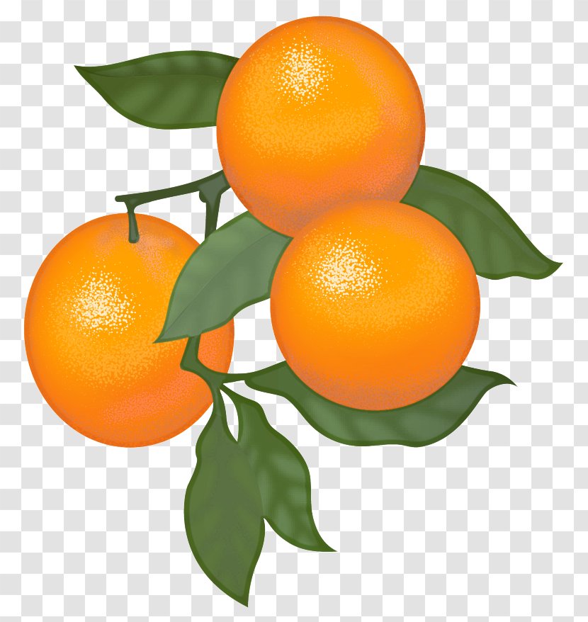 Orange - Bitter - Valencia Transparent PNG