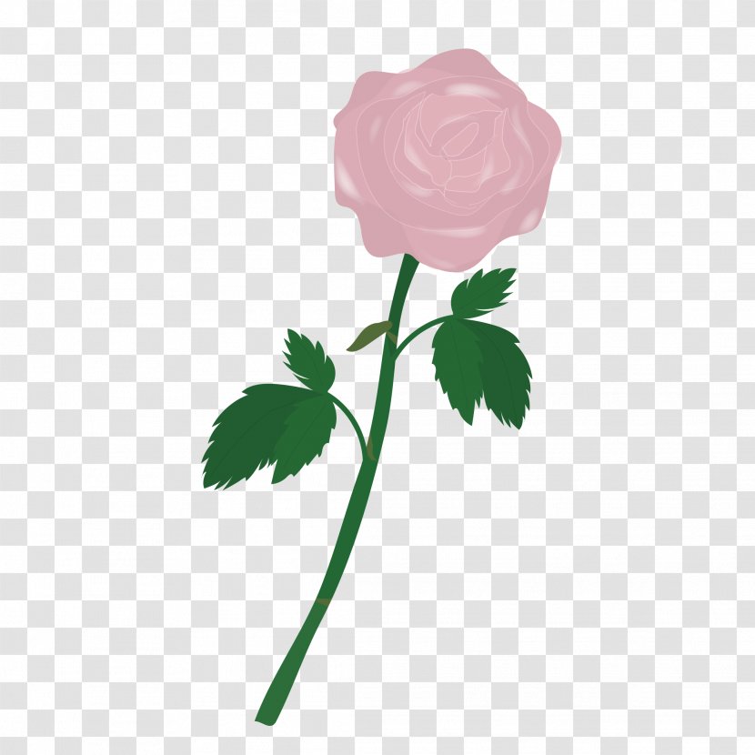 Garden Roses Cabbage Rose Pink - Petal - Apink Transparent PNG
