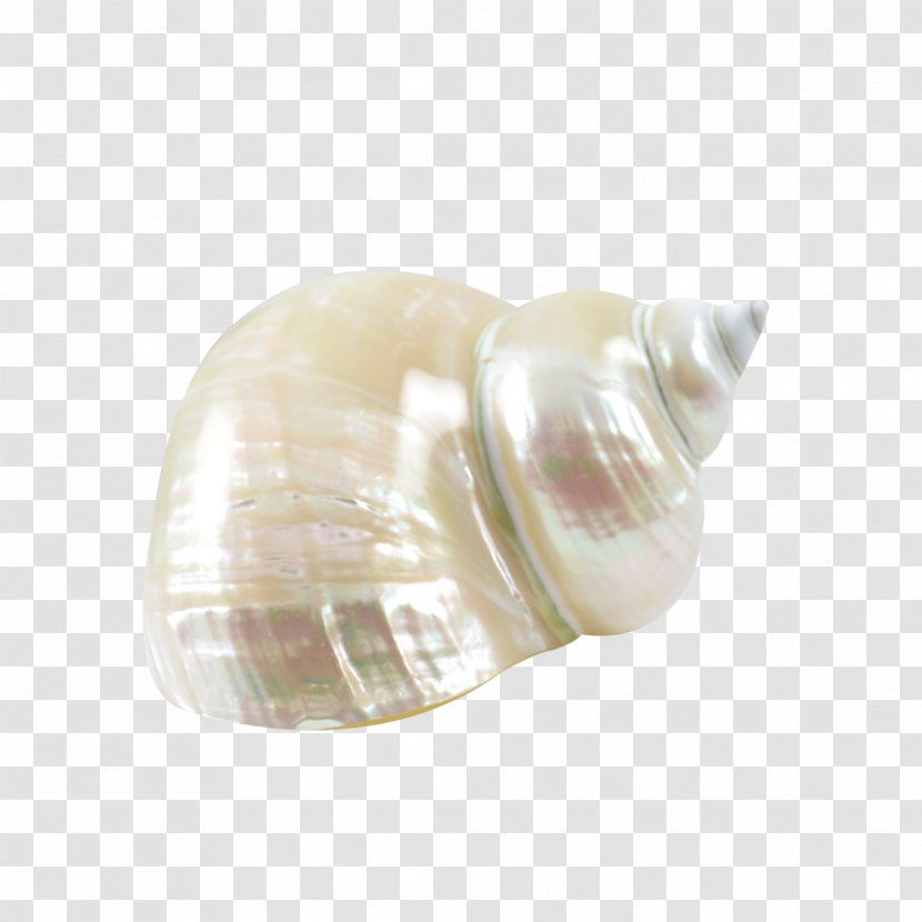 Seashell Shankha Conch Jewellery Glass Transparent PNG
