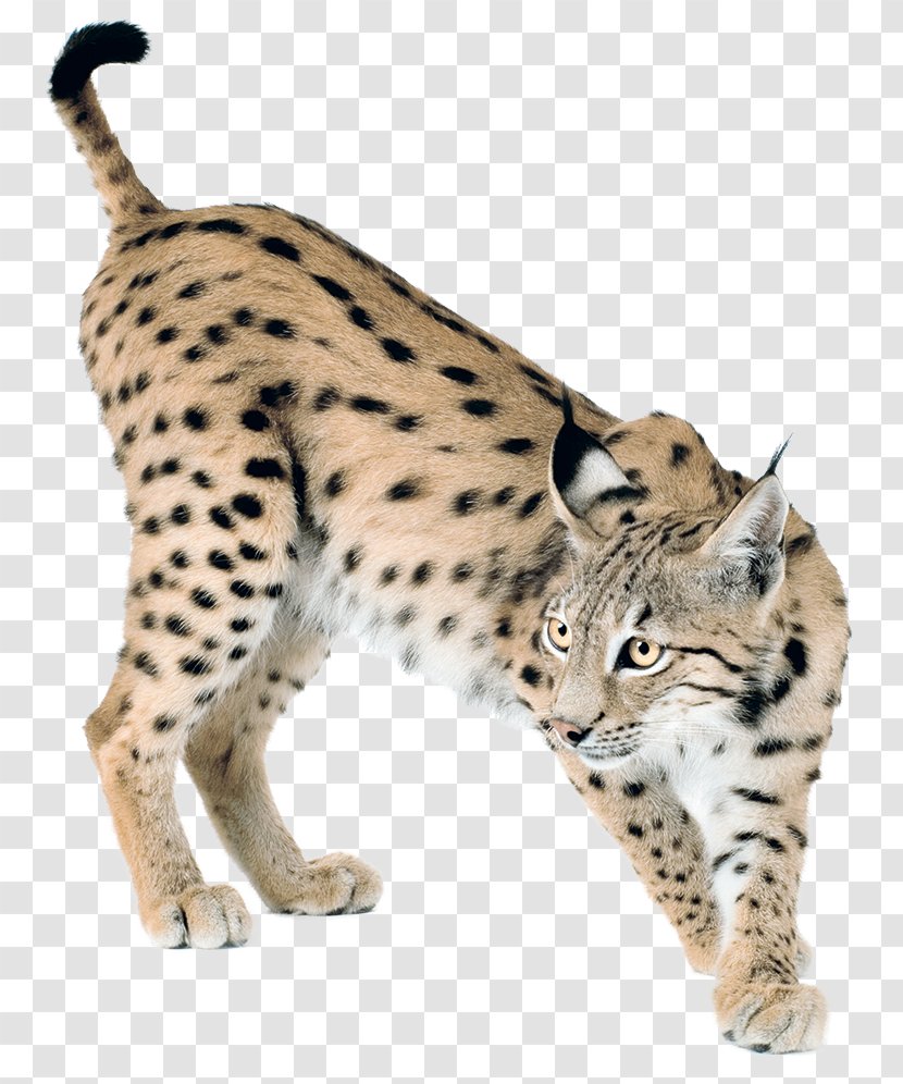 Cheetah Whiskers Wildcat Eurasian Lynx Felidae - Taiga - Lynxhd Transparent PNG