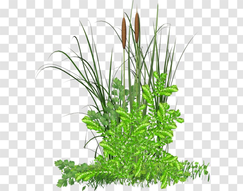 Grass Herbaceous Plant Clip Art - Web Browser Transparent PNG
