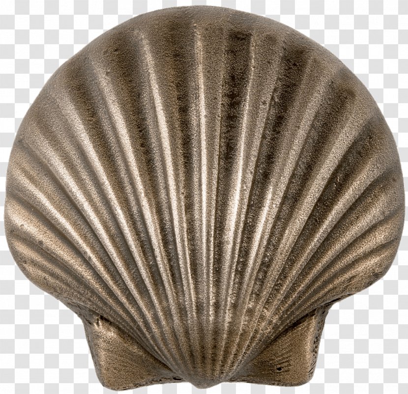 Mussel Seashell Clam Cockle Oyster - Nautilidae Transparent PNG