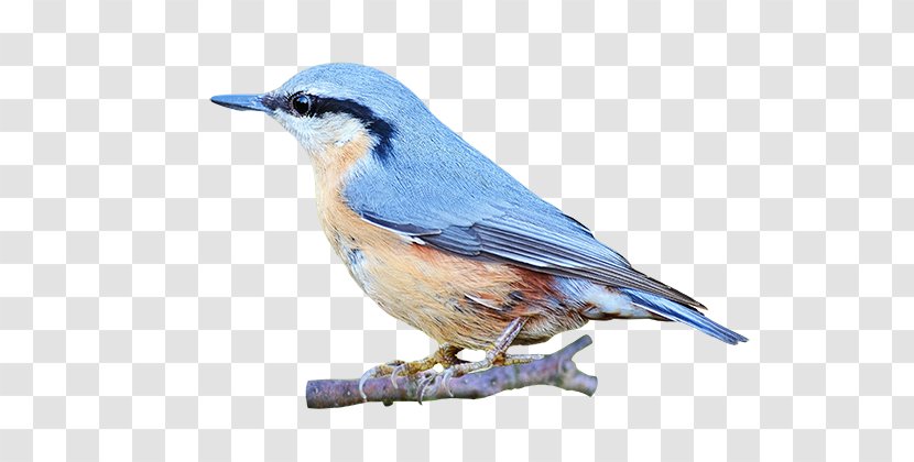 Clip Art Image Bird GIF - Feather - Animated Bluebird Transparent PNG