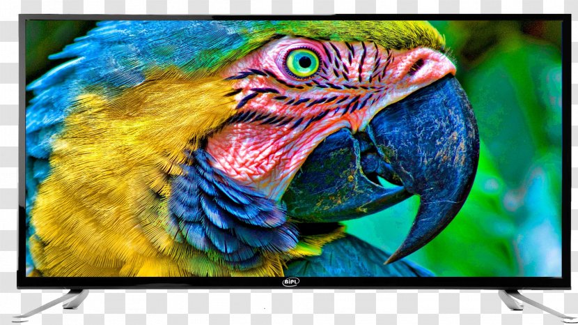Bird Macaw Parakeet Cockatoo Rosellas - Beak Transparent PNG