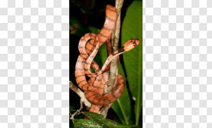 Boa Constrictor Snake Stenophis Animal Lycodryas Citrinus - Serpent Transparent PNG