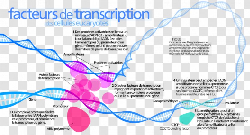 Transcription Factor Activator Enhancer DNA - Protein Transparent PNG