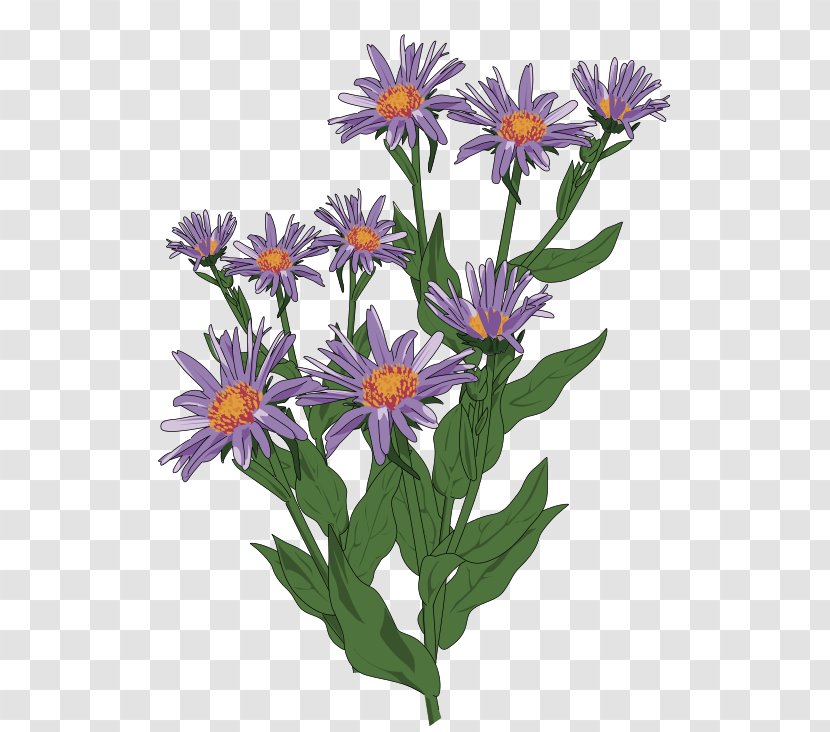 Aster Pyrenaeus Flower Clip Art - Green Wildflower Cliparts Transparent PNG