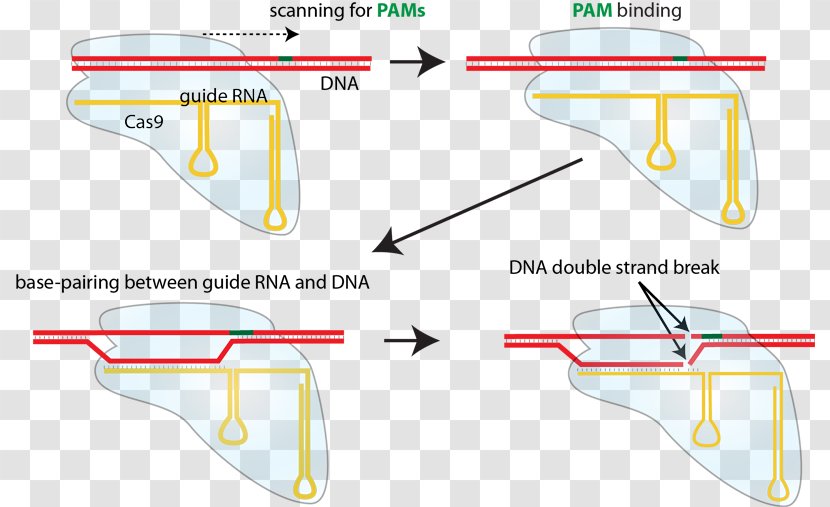 CRISPR Guide RNA Cas9 Non-homologous End Joining DNA - Area - Yellow Transparent PNG