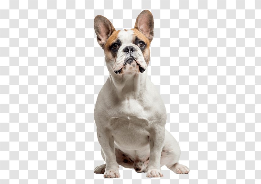 French Bulldog Olde English Bulldogge Toy Valley - American Kennel Club - Mouth Dog Transparent PNG