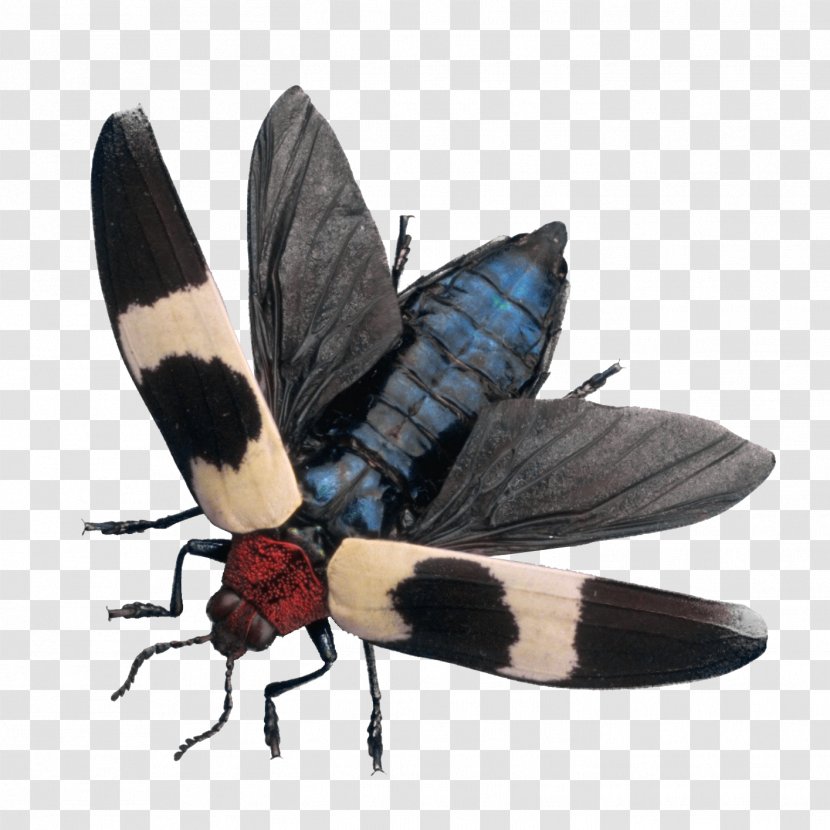 Digital Image Moth Clip Art - Invertebrate - Backyard Transparent PNG