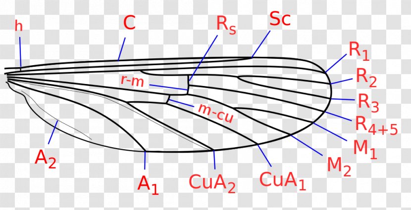 Insect Wing Chaoboridae Drain Fly Marsh Mosquitoes - Cartoon Transparent PNG