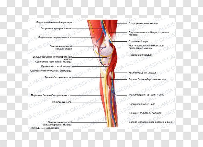 Homo Sapiens Shoulder Muscle Nerve Blood Vessel - Watercolor - Legs Transparent PNG