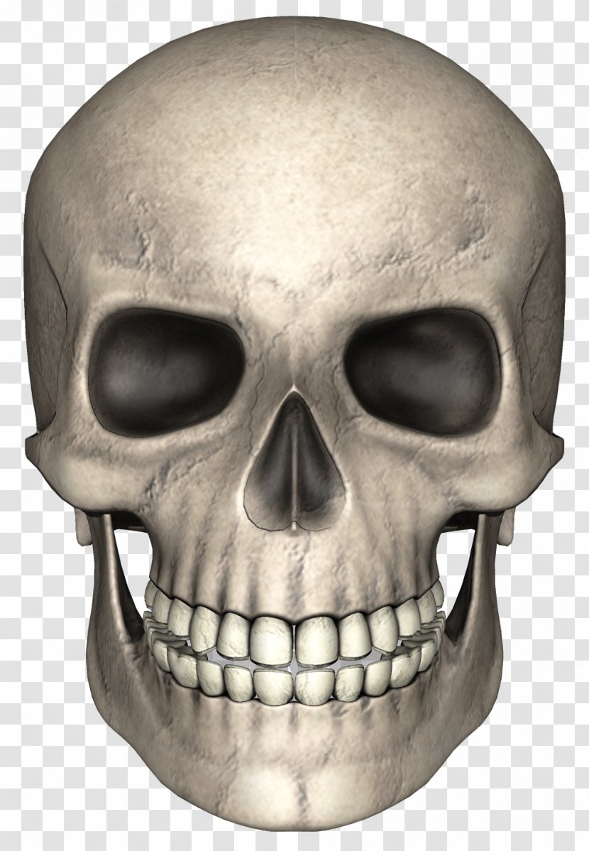 Skull Pixabay - Jaw Transparent PNG