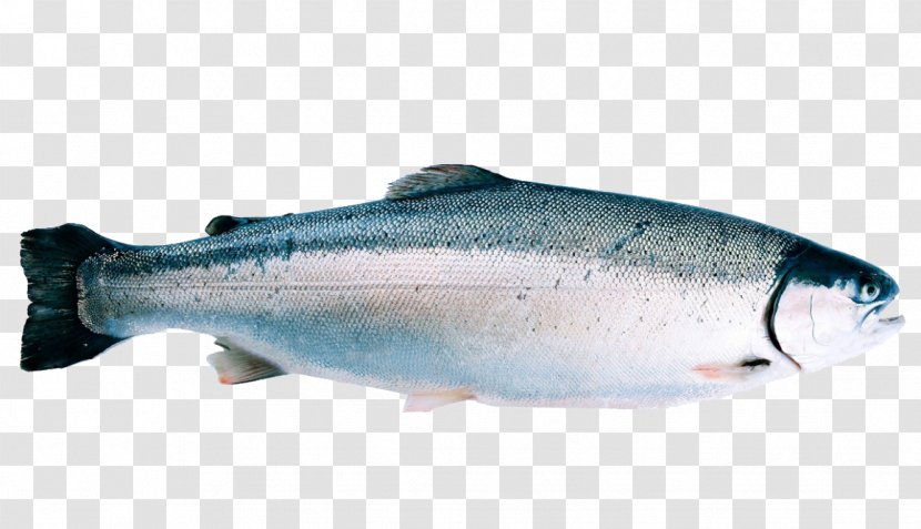 Norway Rainbow Trout Fjord Cod - Bony Fish - Coho Transparent PNG