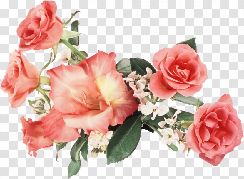 Flower Rose High-definition Television 1080p Wallpaper - Floral Design - Gladiolus Transparent PNG