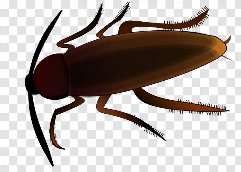 Cockroach Insect Pest Control Stock.xchng - Oriental Transparent PNG