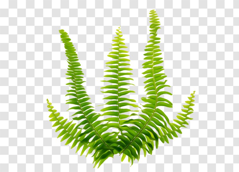 Fern Green Viridiplantae - Text - Leaves Transparent PNG