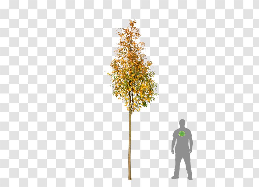 Bastard Service-tree Twig Sorbus Thuringiaca 'Fastigiata Aria - Cartoon - Tree Transparent PNG