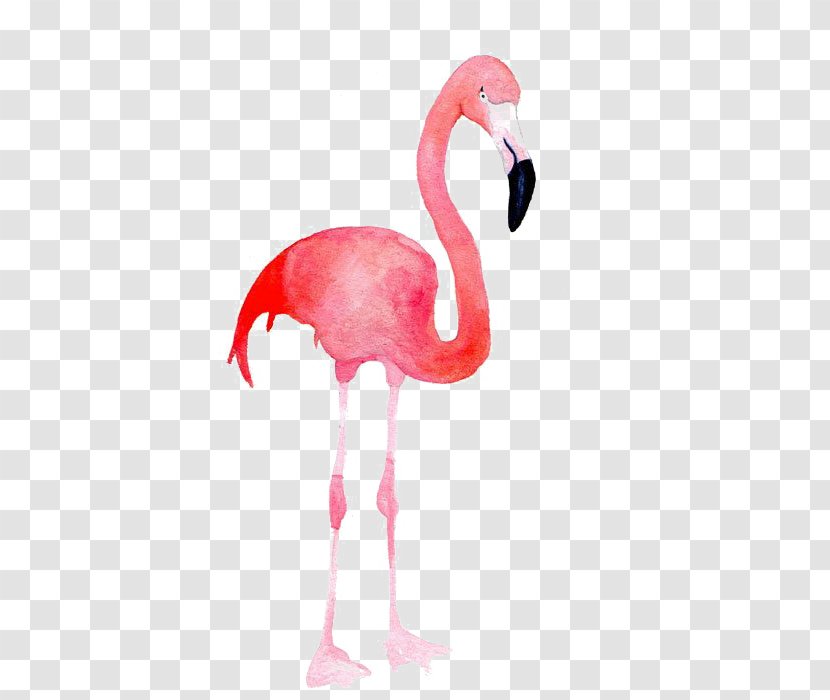 Flamingo Blue Pink Color - Flamingos Transparent PNG