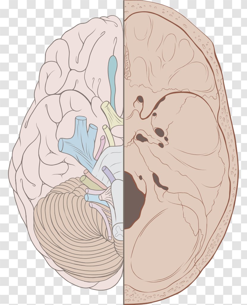 Cranial Nerves Vagus Nerve Olfactory Glossopharyngeal - Frame - Brain Transparent PNG