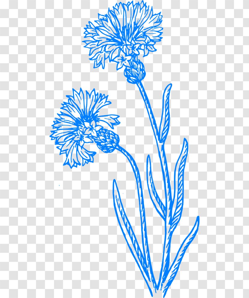 Cornflower Drawing Clip Art Sketch Image - Plant - Painting Transparent PNG