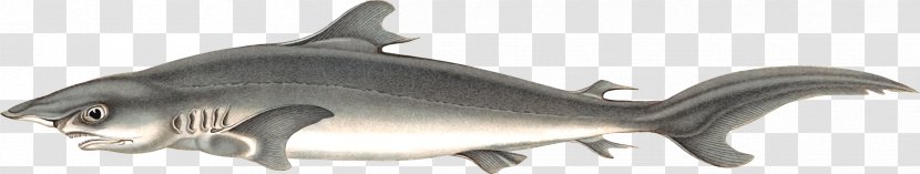 Requiem Sharks Silky Shark Historia Física Política Y Natural De La Isla Cuba, Botánica Clip Art - Mammal Transparent PNG