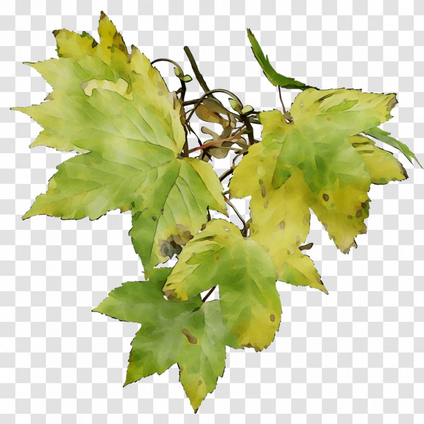 Twig Grapevines Grape Leaves Leaf Plant Stem - Plane Transparent PNG