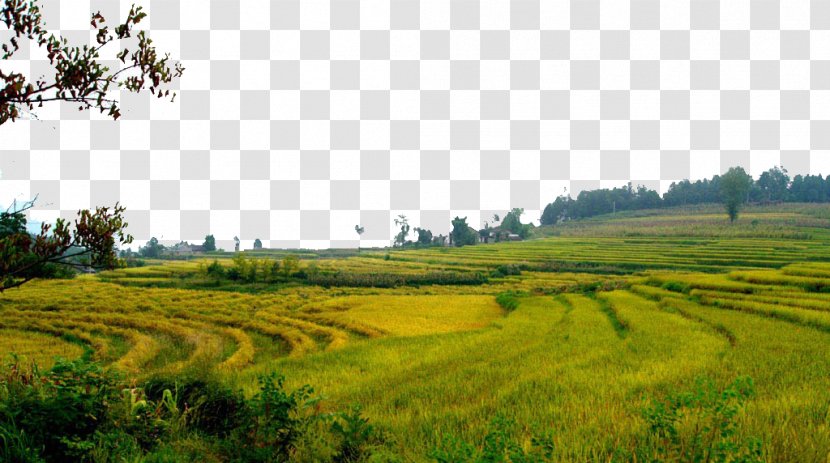 Paddy Field Oryza Sativa - Agriculture - Vast Rice Fields Transparent PNG