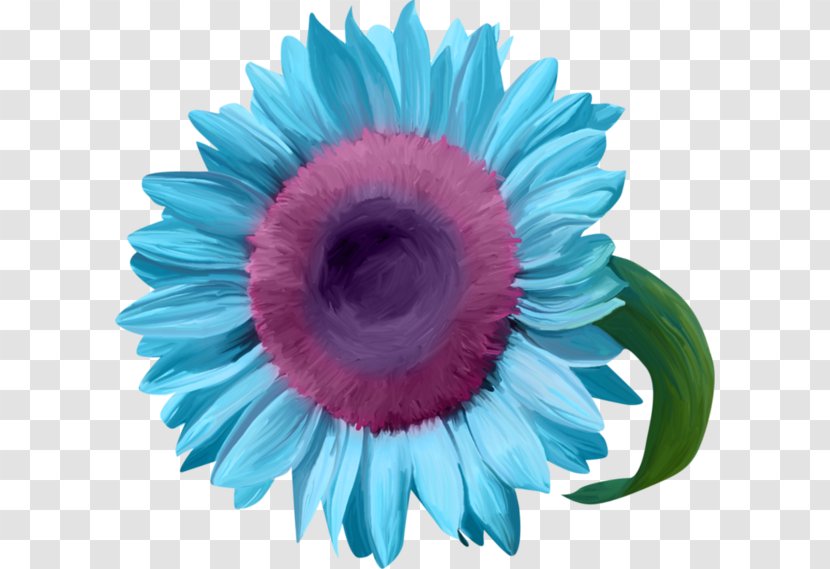 Blue Common Sunflower Transvaal Daisy - Family - Flower Transparent PNG