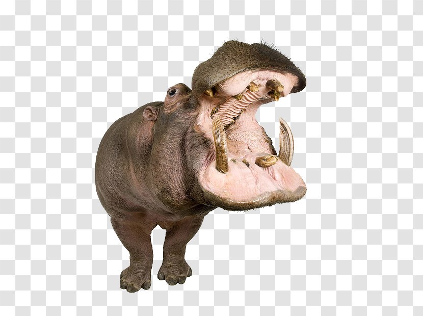 Hippopotamus Animals On White Desktop Wallpaper Photograph Image - Photography - Organism Transparent PNG