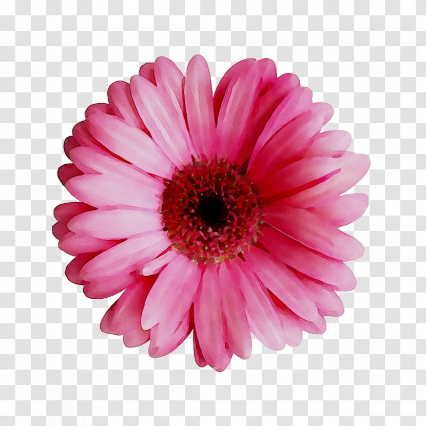 Transvaal Daisy Cut Flowers Annual Plant Pink M - Plants Transparent PNG