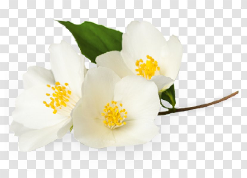 Flower White Jasmine Plant - Ornamental Transparent PNG