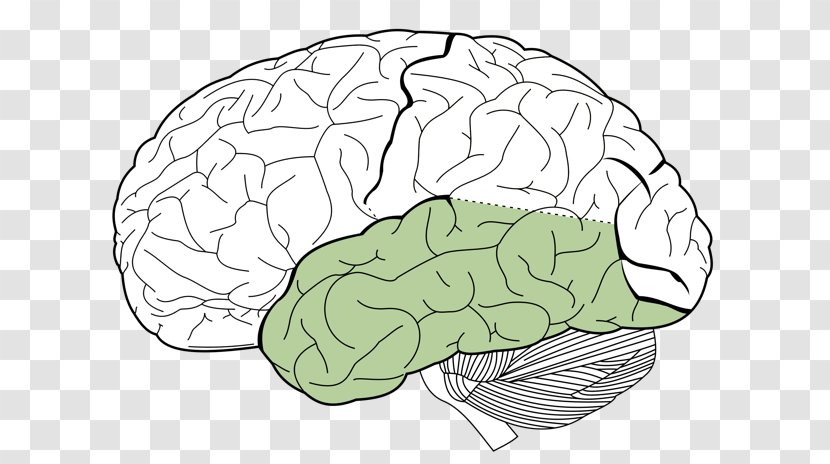 Lobes Of The Brain Parietal Lobe Frontal Occipital - Silhouette Transparent PNG