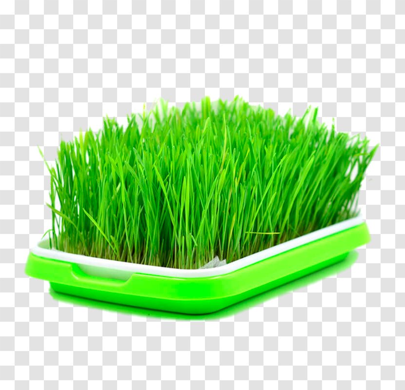 Seed Wheatgrass Sowing Sprouting - Grass - Box Barley Transparent PNG