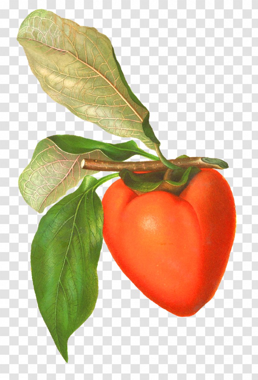 Tomato Food Persimmon Clip Art - Natural Foods Transparent PNG