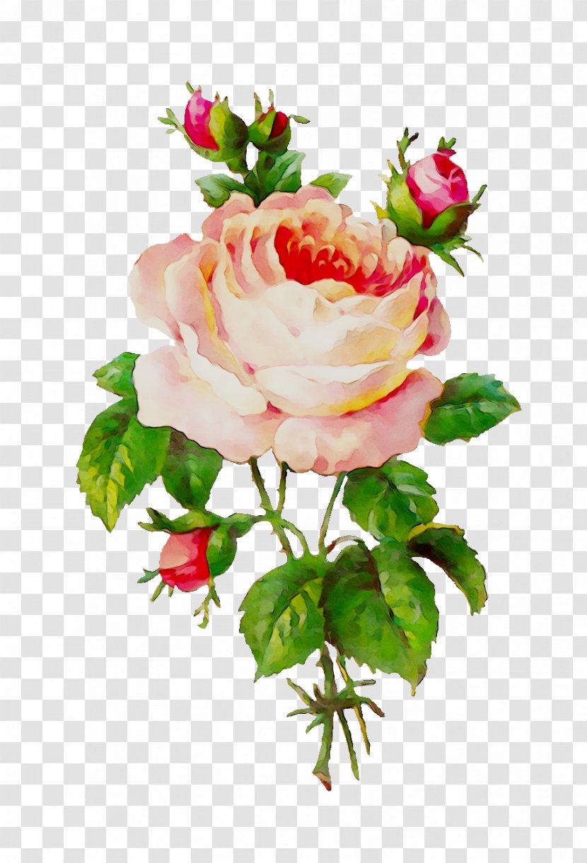 Garden Roses Flower Clip Art - Floribunda - Rose Family Transparent PNG