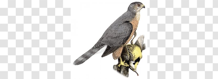 Coopers Hawk Sharp-shinned Northern Goshawk Bird - Sharpshinned - Cooper Cliparts Transparent PNG