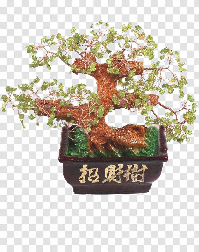 Sageretia Theezans Tree Bonsai Flowerpot - Pine - Green Emerald Fortune Transparent PNG