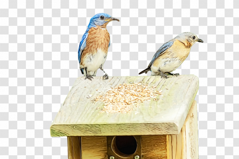 Bird Food Birds Bluebirds Beak Science Transparent PNG