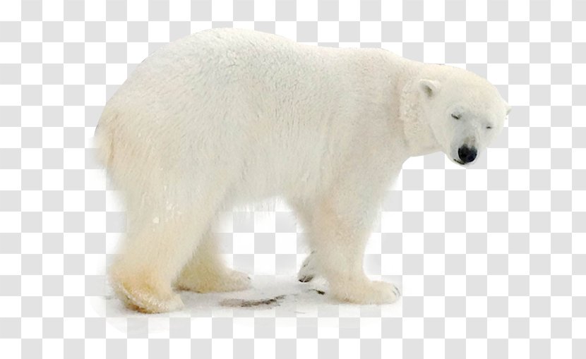 Polar Bear Animal - Watercolor - Bears Foraging Transparent PNG
