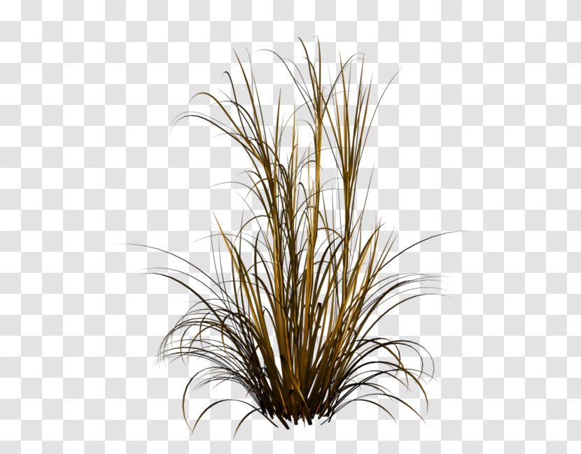 Chinese Fountain Grass Ornamental - Feather Reed Transparent PNG