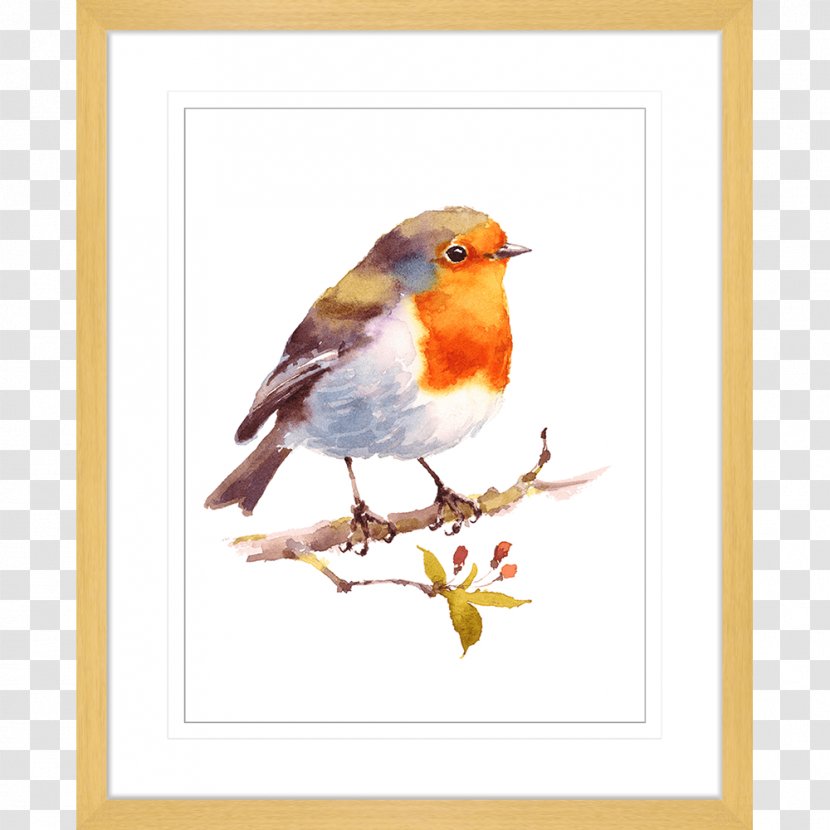European Robin Bird Watercolor Painting Drawing - Printmaking Transparent PNG