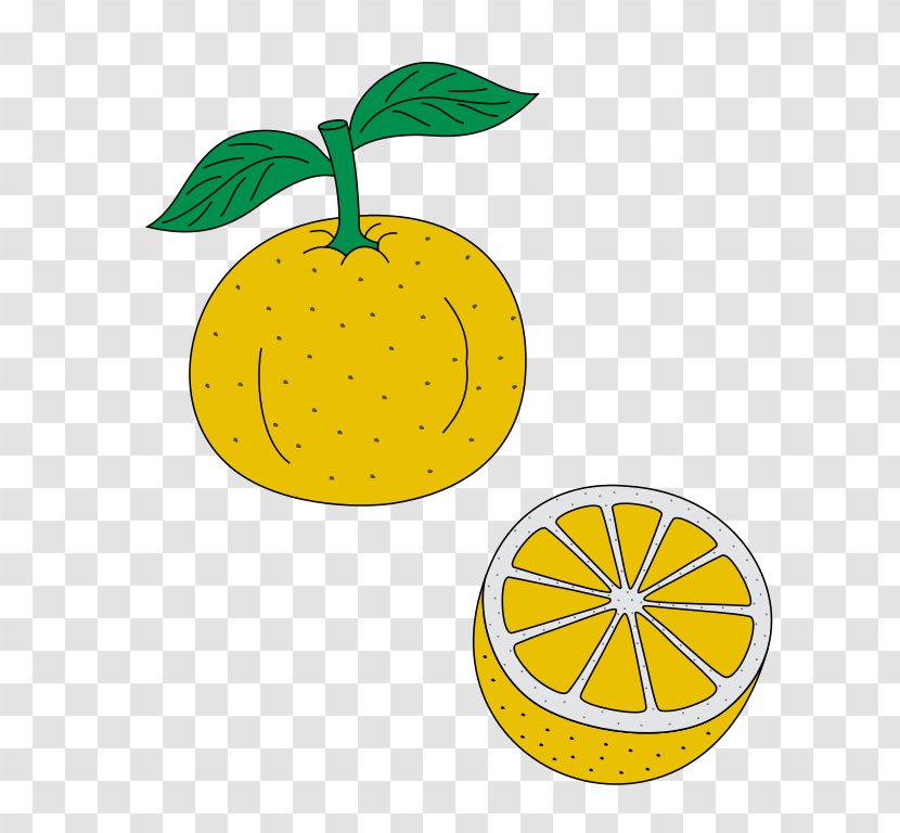 Lemon Citron Wikipedia Yuzu Orange - Yellow Transparent PNG