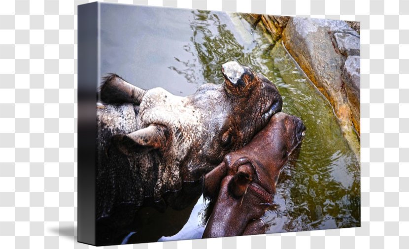 Hippopotamus Fauna Wildlife Snout - Didi & Friends Transparent PNG